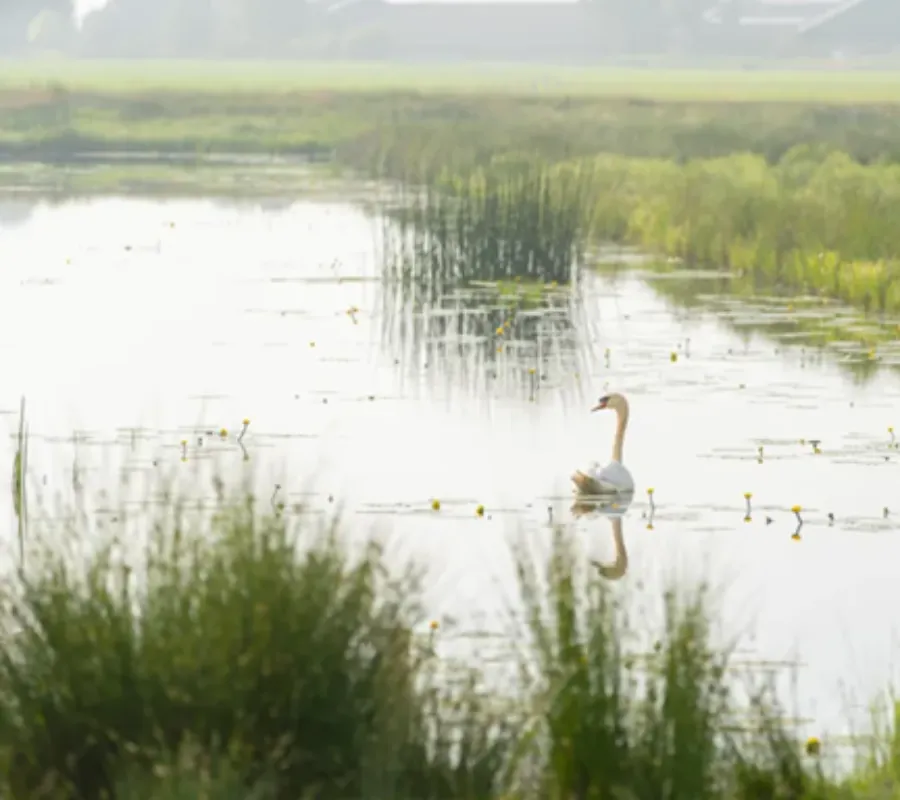 Afbeelding natuur